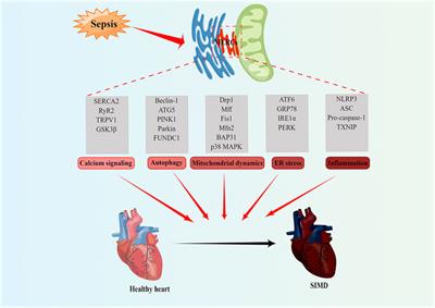 Mitochondria-endoplasmic reticulum contacts in sepsis-induced myocardial dysfunction